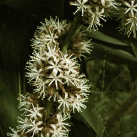 Dracaena fragrans (L.) Ker Gawl.